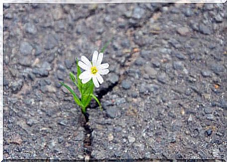 A flower that grows on the road. 