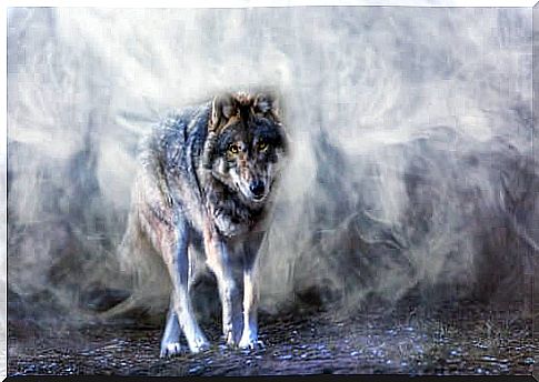 The legend of the wolf Astur, a story about balance