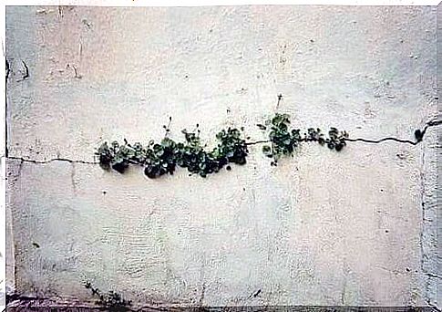 flowers in a wall, which illustrate that we can overcome anything